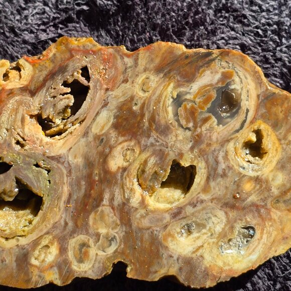 Small cutting of Orbicular Rhyolite - Picture 9 of 10